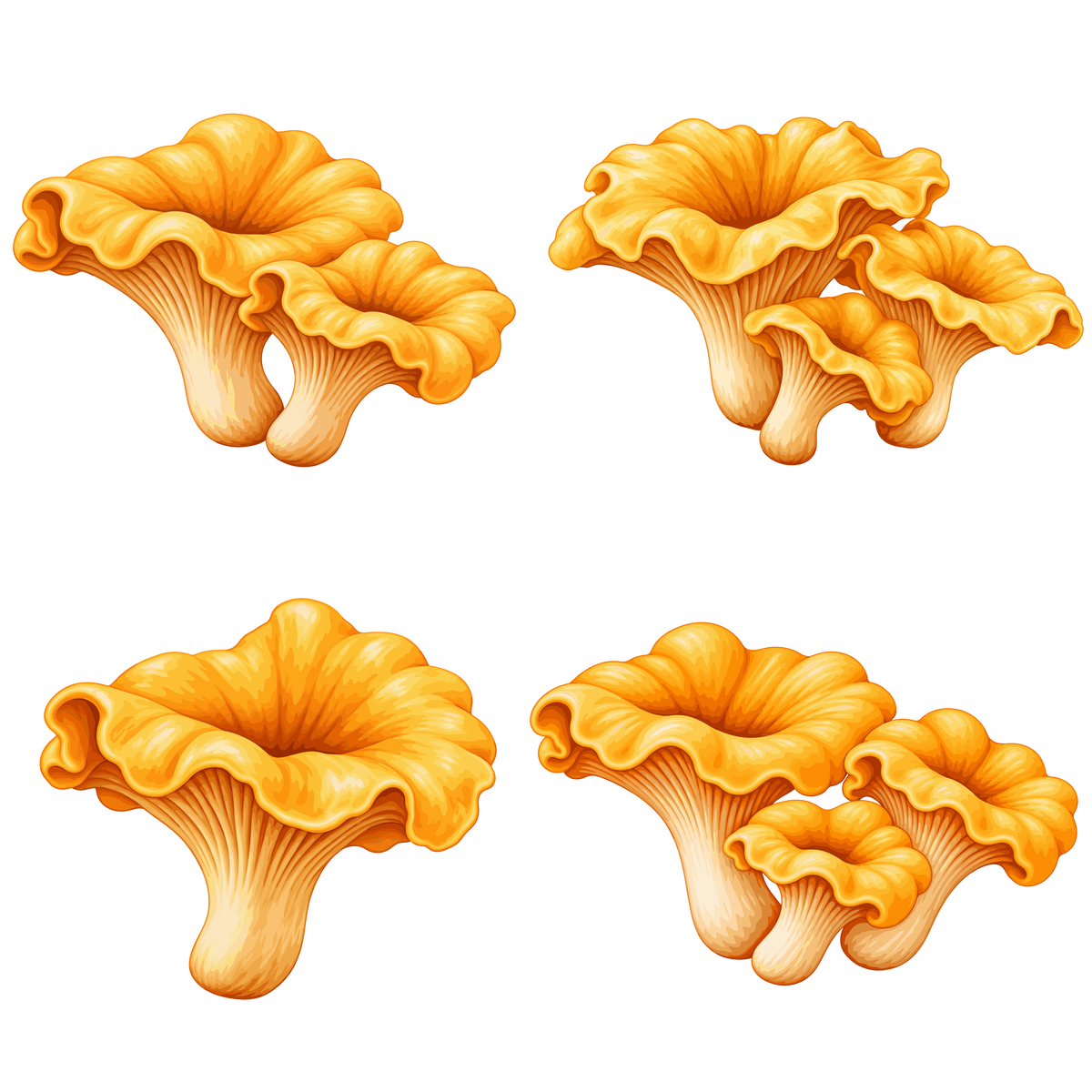 Golden chanterelle mushrooms clipart