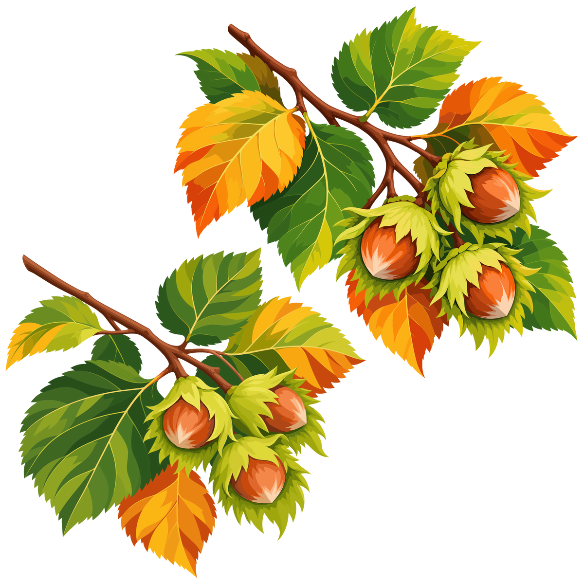 Autumn hazelnut branches with leaves and nuts