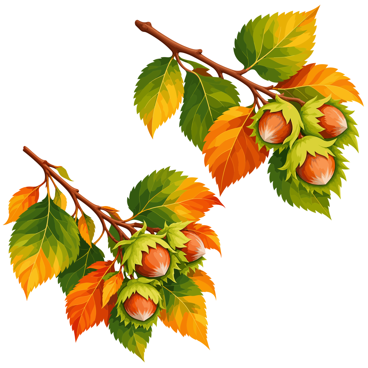 Autumn hazelnut branches clipart set with colorful fall leaves and hazelnuts