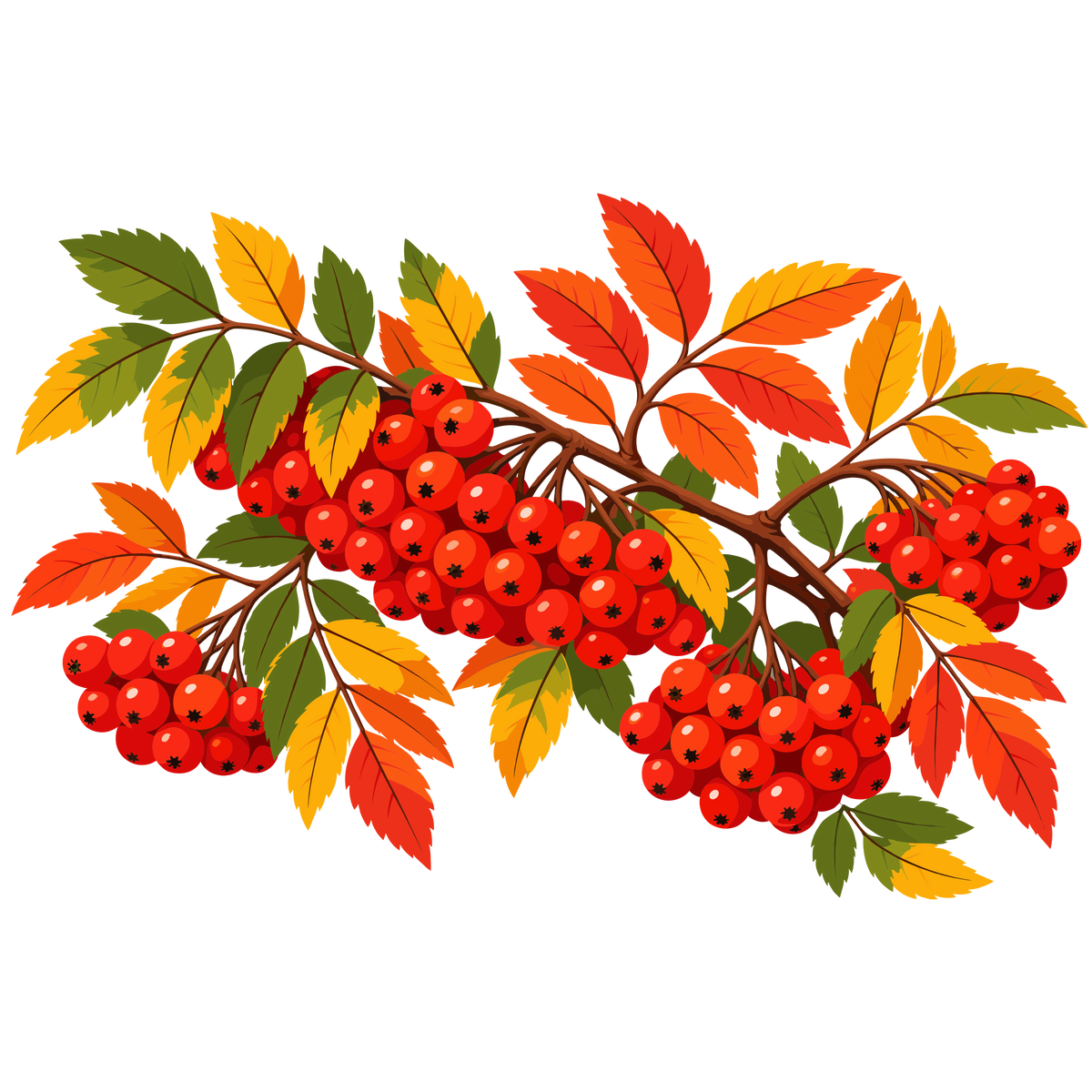 Autumn rowan berry branch with colorful fall leaves botanical clipart