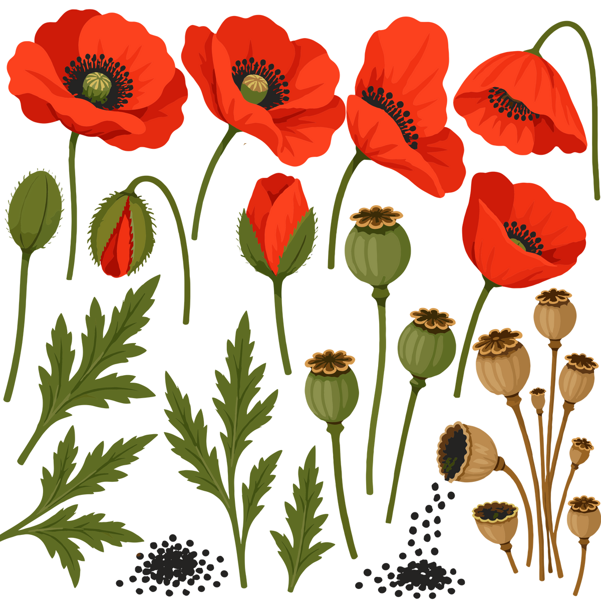 Red poppy flowers and seed pods botanical clipart set
