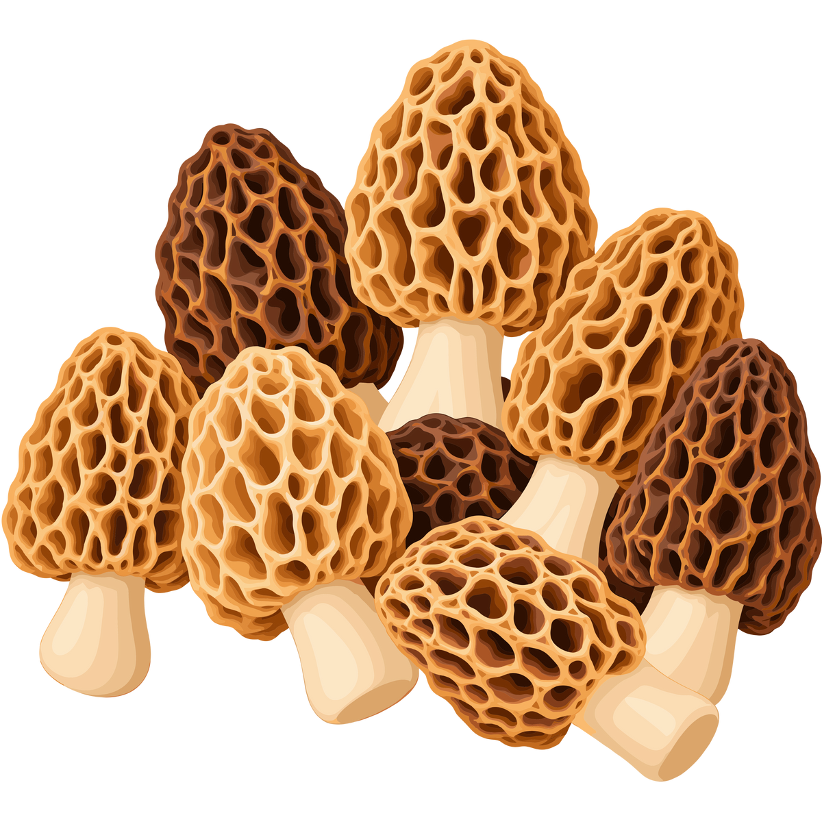 Morel mushroom bundle for autumn designs